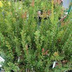 Tyčinkovec (Callistemon) ´PERTH PINK´ - výška 15-30 cm, kont. C2L